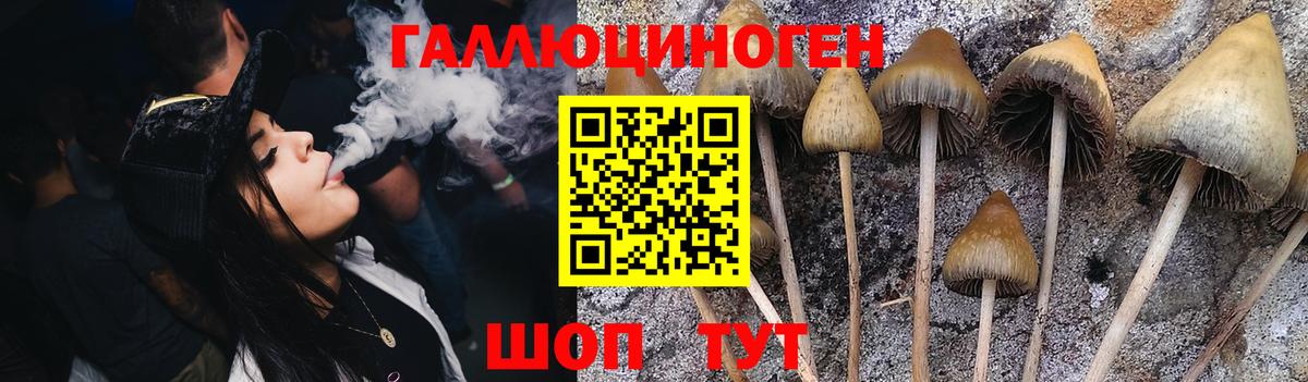 Псилоцибиновые грибы GOLDEN TEACHER  Вход с VPN  Похвистнево 